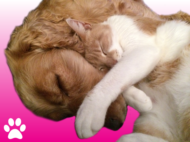 Pet Therapy
