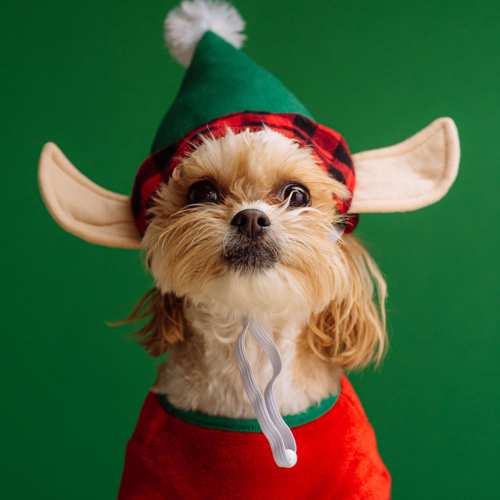 Dog with an elf hat